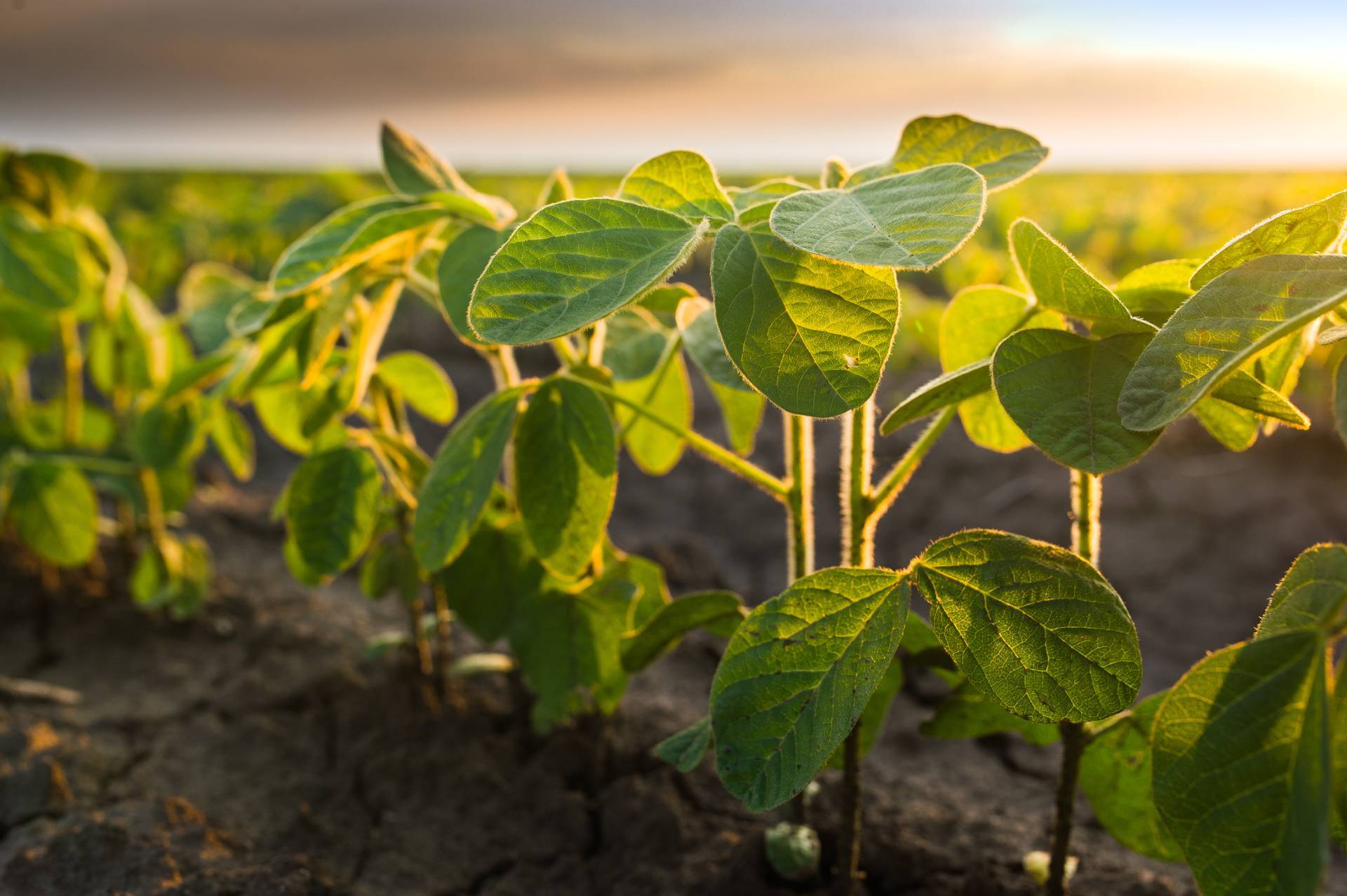 Tips & Tricks To Boost Soybean Production