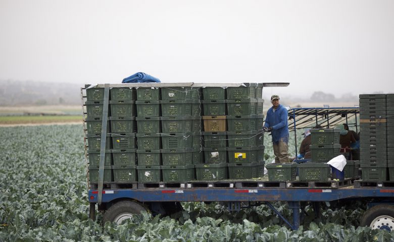Broccoliharvestboxes