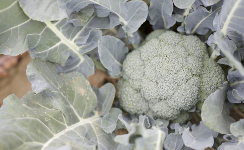 Broccoliheaddetail