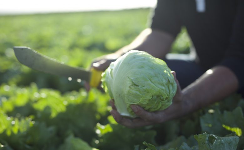Lettuceheadinhand