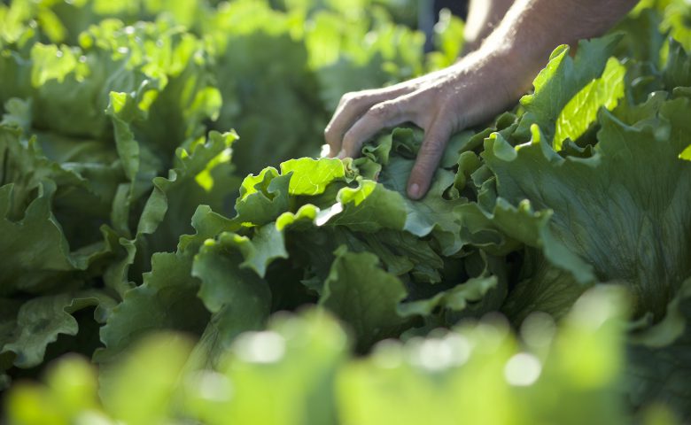 Lettuceleafdetail