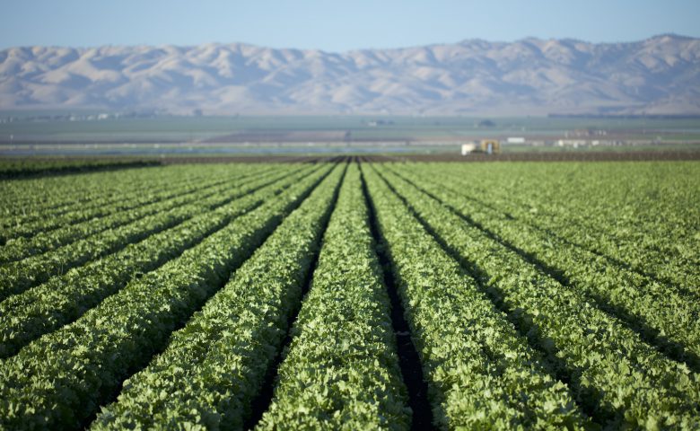 Lettucerows