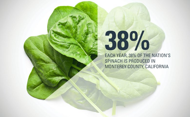 Monterey County Spinach