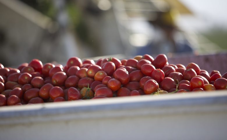 Tomatodetail