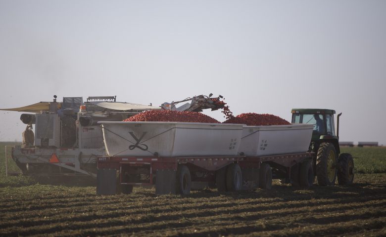 Tomatoharvest
