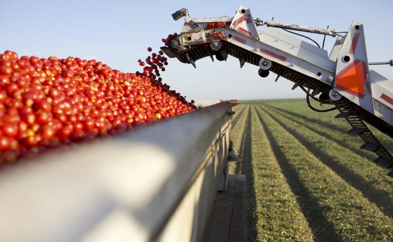 Tomatoharvestintruck