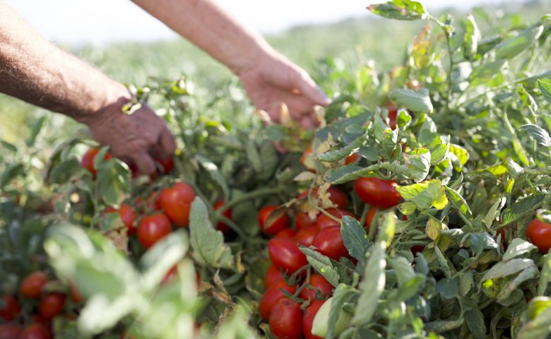 Tomatopicking