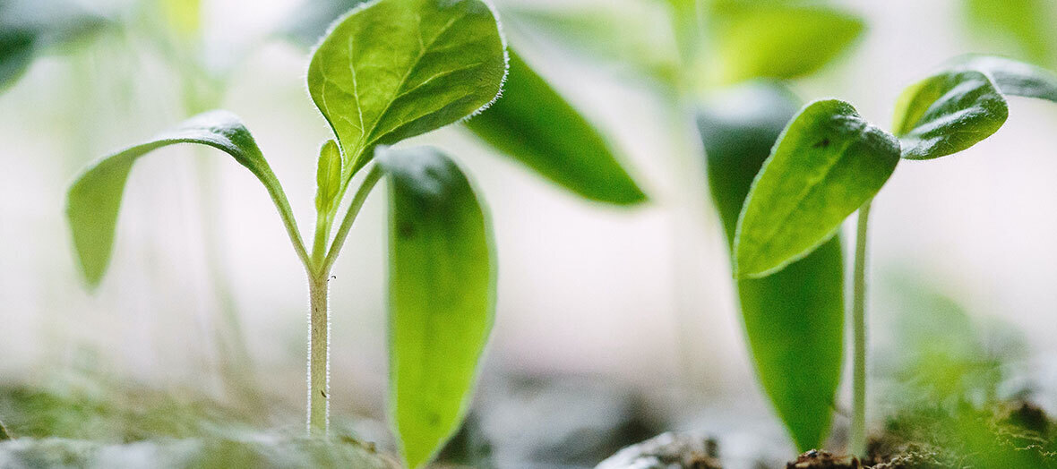 Research on ammonia-N volatilisation