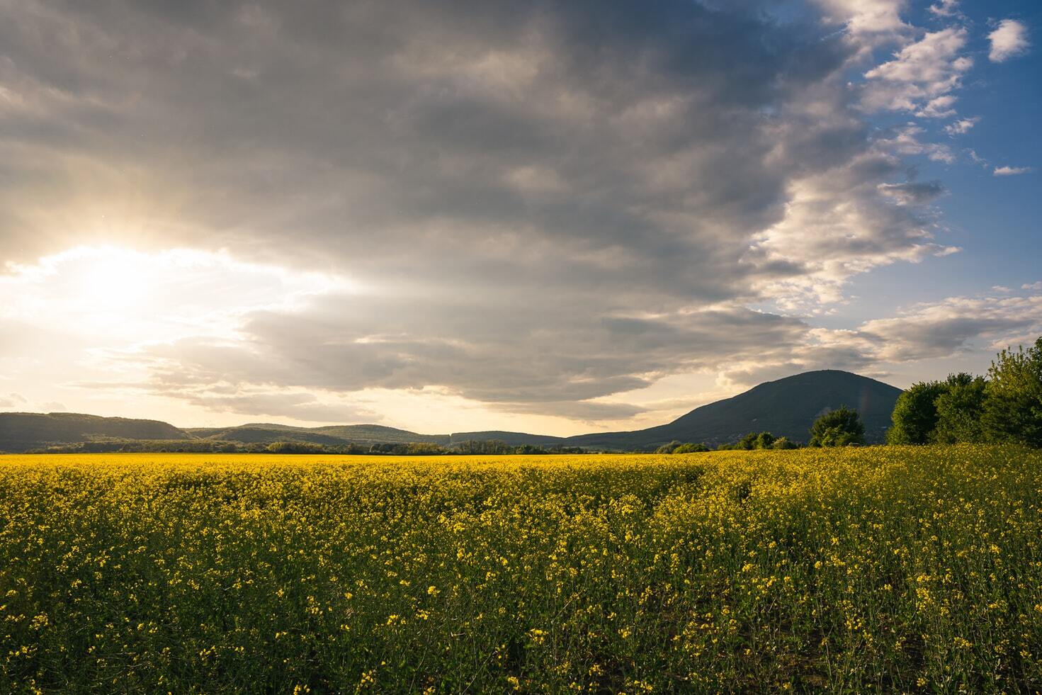 How Biostimulants Can Help Plant Growth