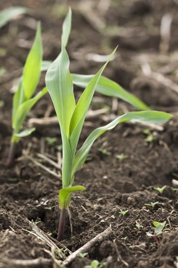 Wheat Corn 235 Tall