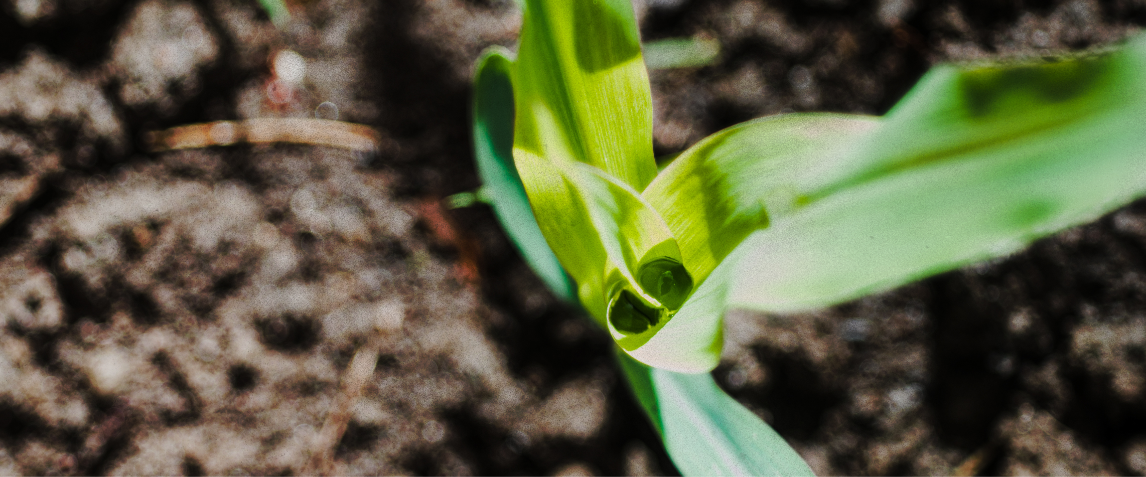 Future of Farming with a Nutrient Use Efficiency (NUE™) Plan